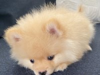 2 aylık erkek Pomeranian Pablo