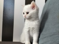 British shorthair beyaz dişi lilac erkek yavrular