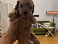Minyatür poodle dostlar yeni sahiplerini arıyor