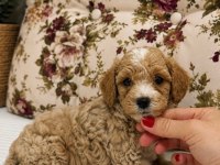 BABYFACE MALTİPOO YAVRULARIMIZ