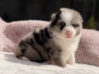Safkan Border Collie Yavrular