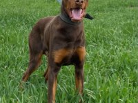 10 aylık kızıl doberman erkek