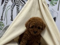 Kore Kan Poodle Bebekler