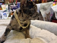 BEBEK FRENCH BULLDOG MERLE