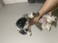 Köpeğimiz Şilaya geçici yuva