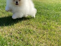 Pomeranian Boo Bebekleri 