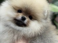 Üst Kalite Pomeranian Boo