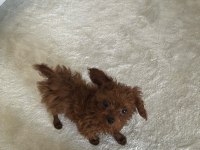 Teacup erkek bütün aşıları yapılmıştır 5 aylık poodle