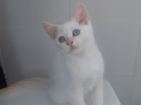 Red Point British Shorthair Yavrumuz