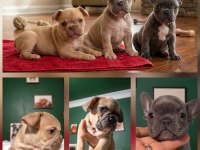Blue Fawn Erkek Dişi İzmir French Bulldog