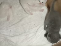 British shorthair bebeklerimiz yeni yuvasını arıyor