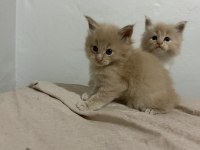 Evde yetişmiş safkan XXL boy Maine coon yavrusu