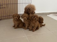 Profesyonel ruhsatlı çifrlikden toy poodle yavrular