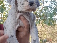 Great Dane (Danua A Şecereli)
