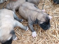 Yeni doğmuş Kangal yavruları