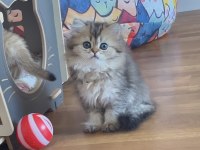 British longhair golden dişi