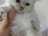 British longhair kedisi 2 aylık