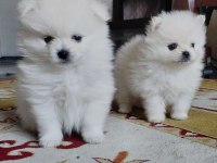 Kalite pomeranian boo bebekleri