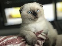 Sevgi dolu bir aileye scottish fold