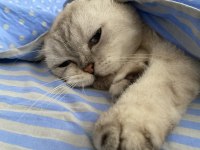 Scottish Fold Kedisi