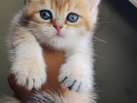 Golden British Shorthair Yavrular