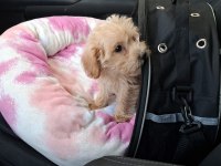 3 AYLIK MALTİPOO