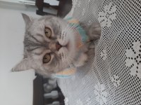 Sevimli British Shorthair Maya