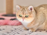 3.5 yaşında british shorthair kedisi