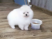 Pomeranian Boo Yavruları