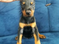 KRAL BABADAN EFSANE DOBERMAN YAVRULAR