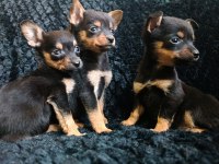 (mankenler) minyatür pinscher yavrularım