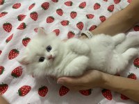 BEYAZ BRITISH LONGHAIR
