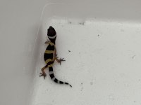 Yavru leopar gecko