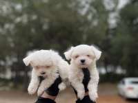 Maltese yavrular