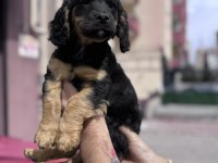 Özel olmak isteyenlere black tan cavalier king charles