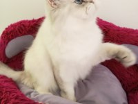 Highland British Longhair Silver Point Dişi 4 Yaşında