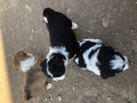 Maltese border collie yavrularım yeni sahiplerini bekliyor