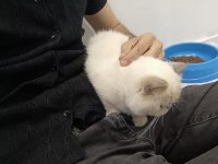 Exotic Shorthair Dişi Kısır Değil