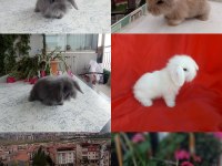 Cüce ve Lop Irkı Tavşan