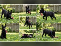 Siyah Erkek Malinois
