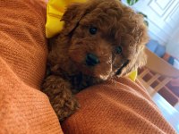 SHOW KALİTE TOY POODLE YAVRULAR MAĞAZAMIZDA GÖRÜN