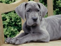 DANUA GREAT DANE YAVRULARI SAFKAN
