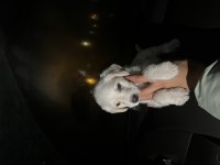 BÜTÜN AŞILARI MEVCUT KÖPEĞİMİZ