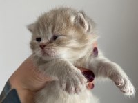 British shorthair yavrular 3 dişi 1 erkek