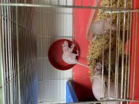Naked Rattus