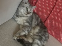 Scottish kızıma çiftleşecek damat adayı arıyorum
