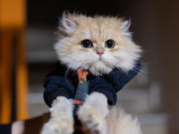 Golden erkek süperstar ny 12 british longhair