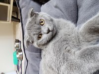 4 aylık erkek scottish fold