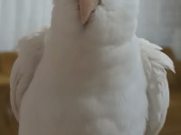 FANATİK FENERBAHÇELİ SULTAN PAPAĞANI