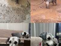 Köpeğimiz dobby yuva arıyor